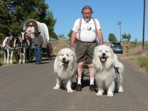White pyranese dogs with owner.