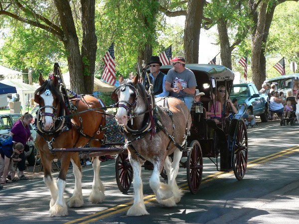 Black carriage drawn by 2 beautiful draft horses