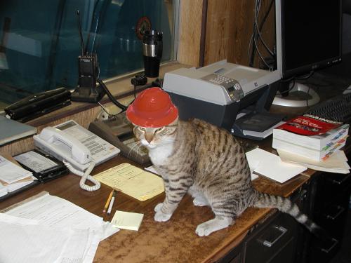 Cat on a desk wearing his required hardhat.