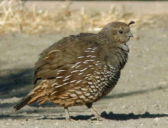 A fully recovered Quail