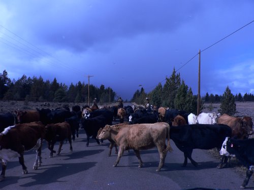 Cows in the roadduring a cattle drive.