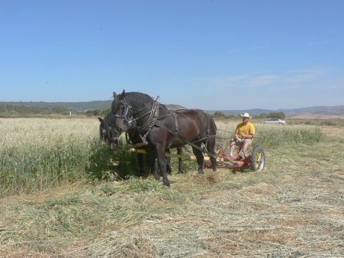 The horses from the front with a hay cutter behind.