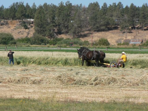 The horses pulling a small hay cutter with a man on board.