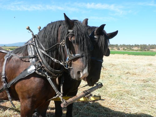 The large heads of 2 Black Horses with harnesses.