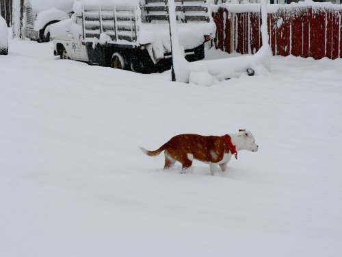 The News Hound enjoying the snow.