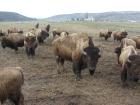 thumbs/Spotted bull, calf in background.jpg